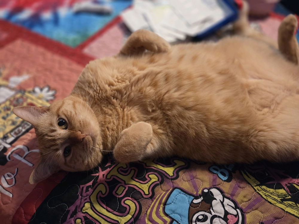 kitty