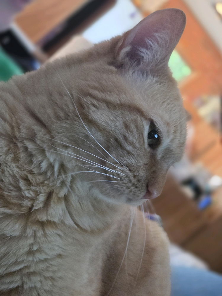kitty