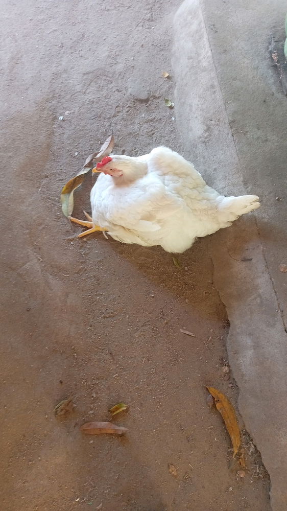 Probre pollo