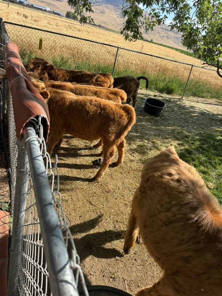 Saw cute highland cows today