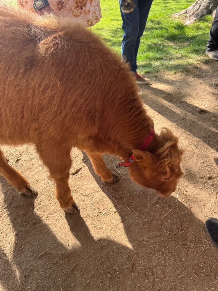 Saw cute highland cows today