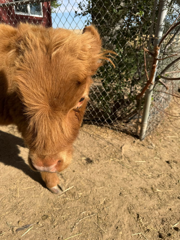 Saw cute highland cows today