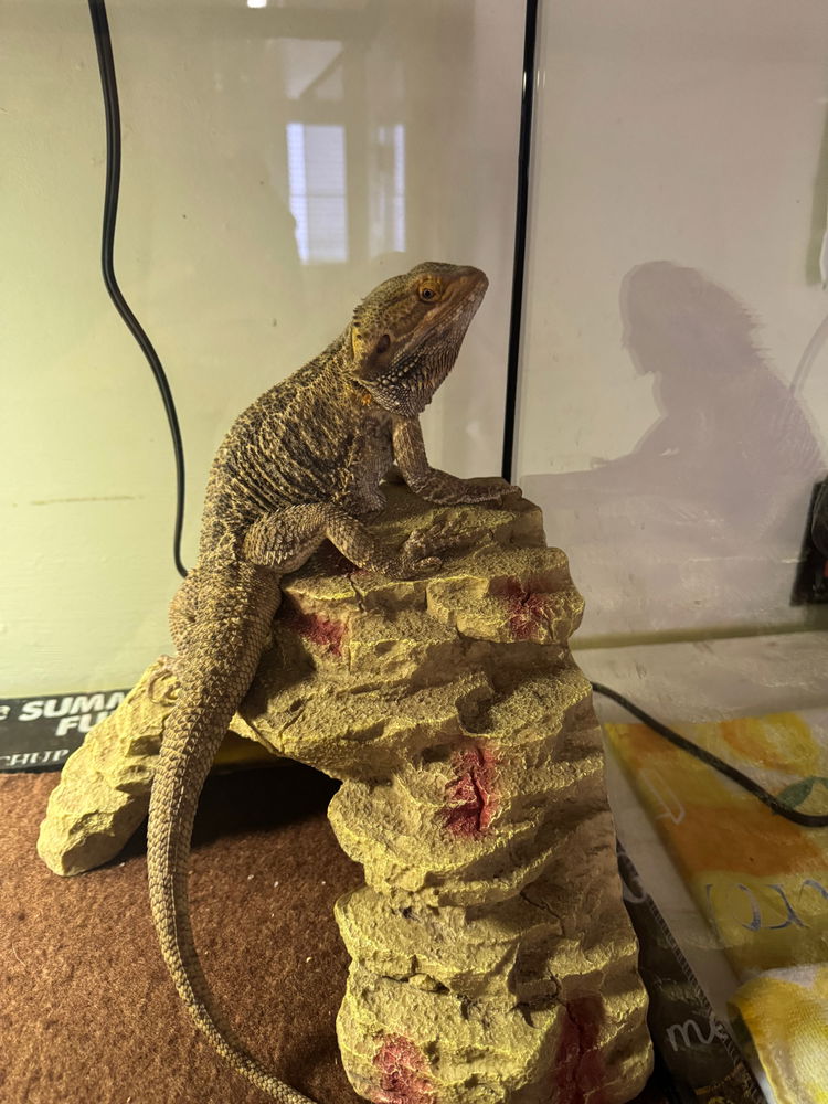 Ollie says hello