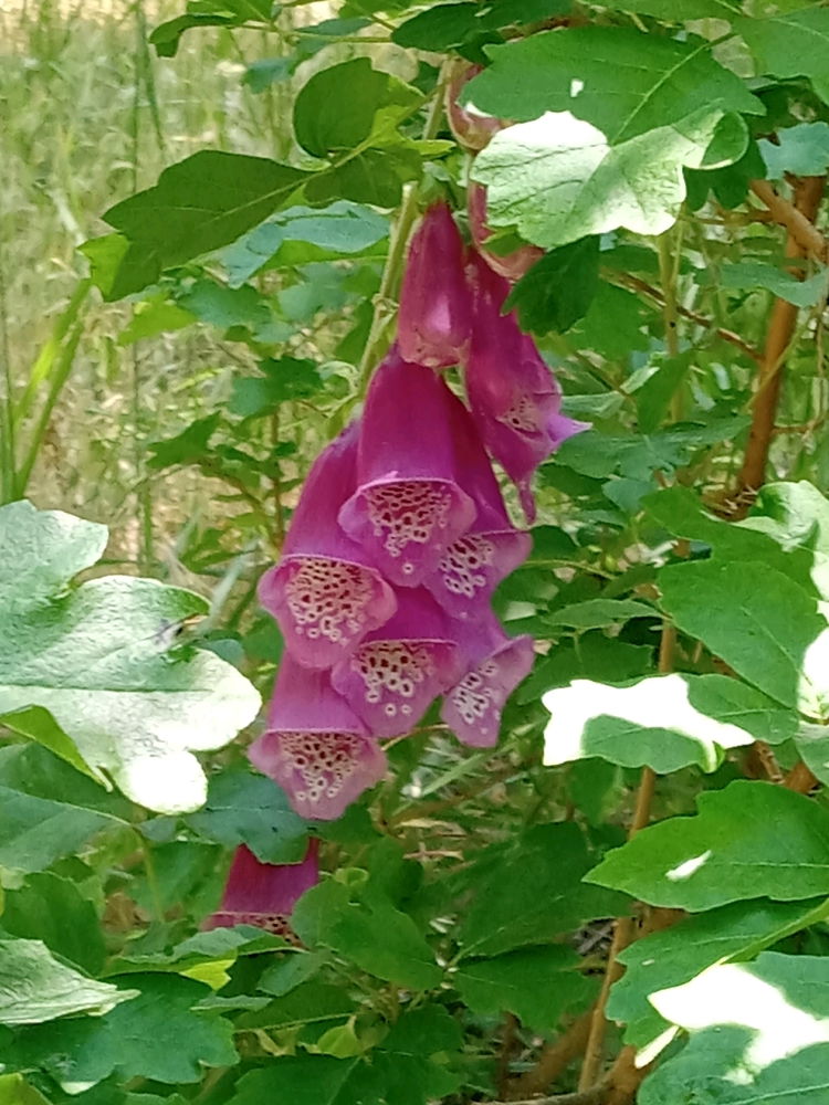 Summer bloom