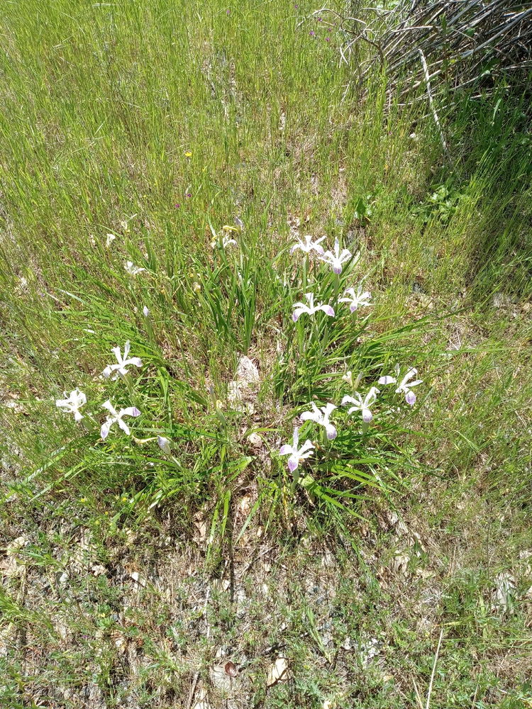 Summer bloom