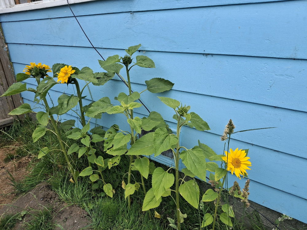 Summer bloom