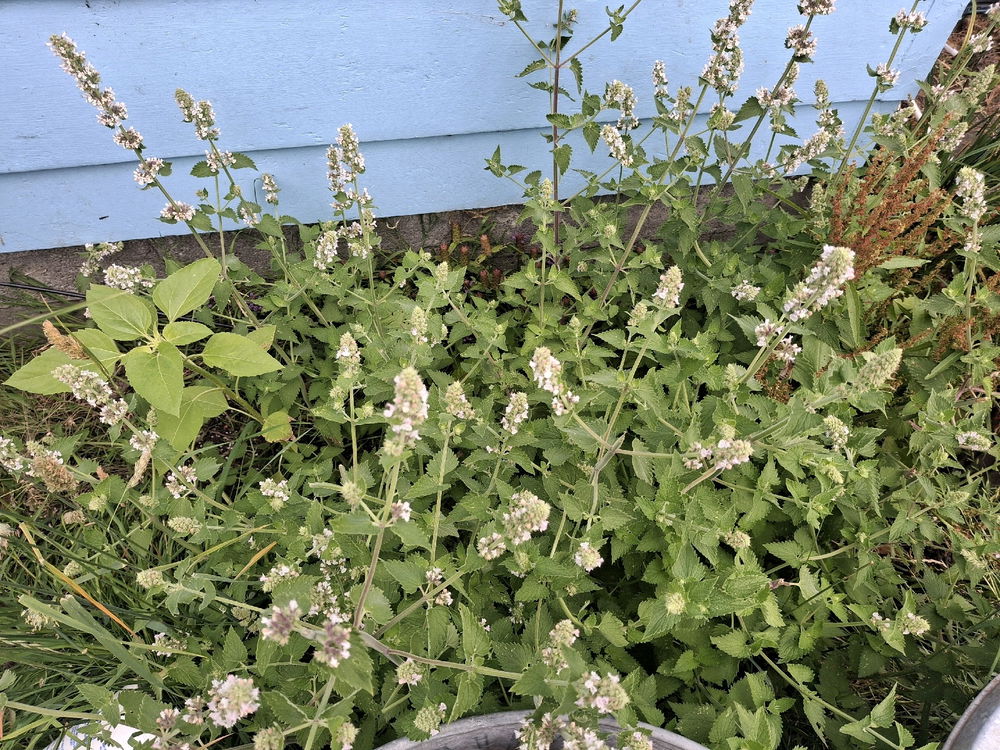 Summer bloom