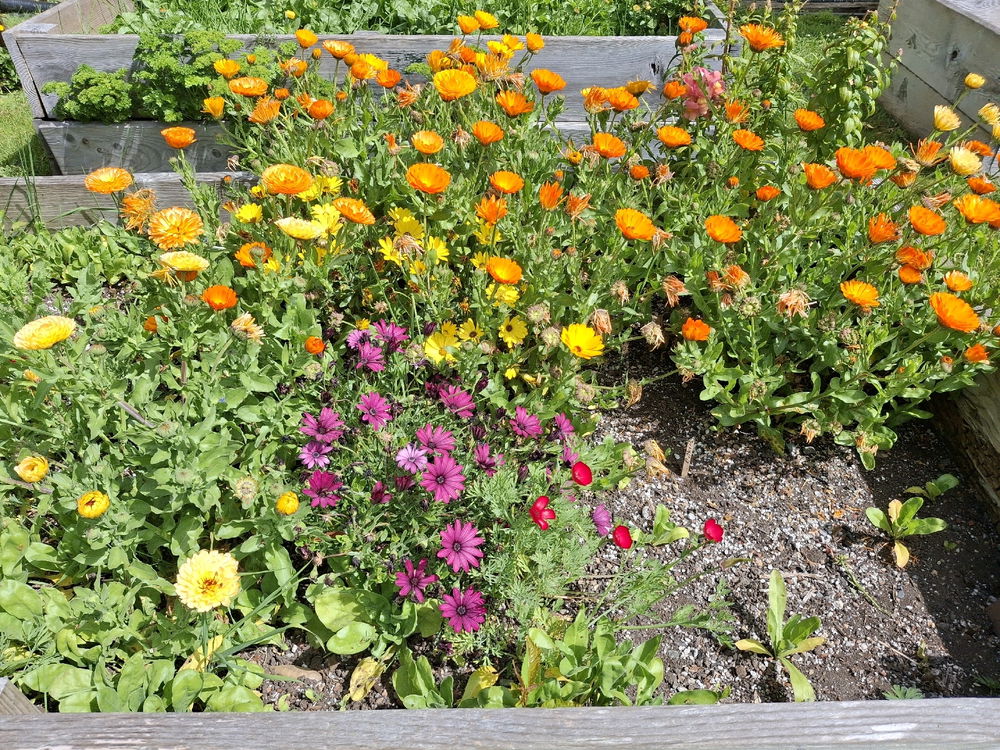 Summer bloom