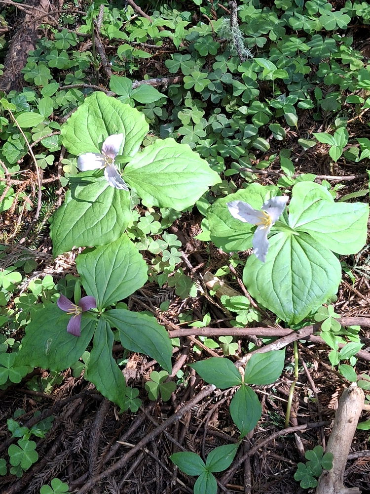 Summer bloom
