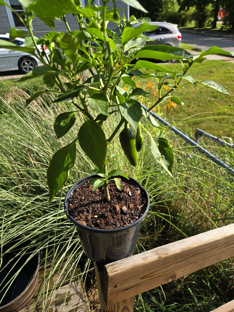 The Lil Jalapeño Plant that could