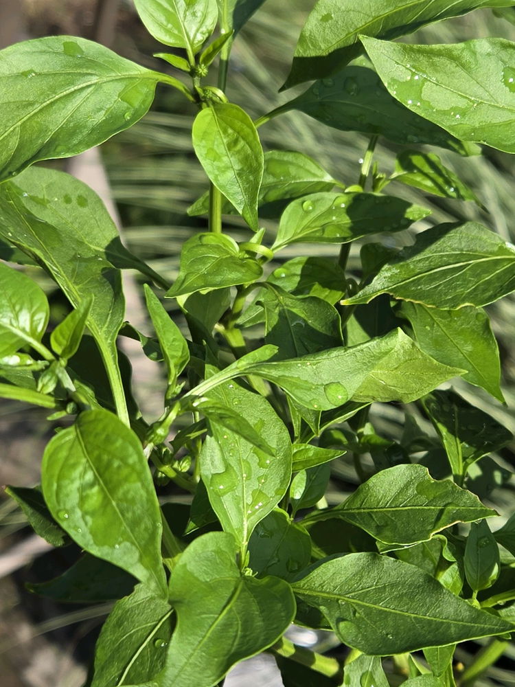 The Lil Jalapeño Plant that could