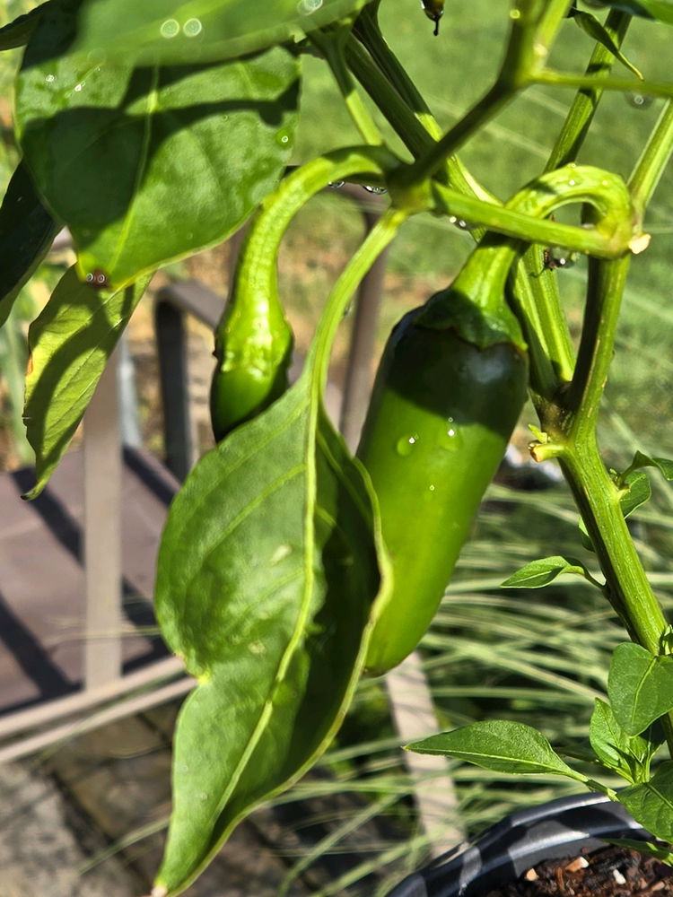 The Lil Jalapeño Plant that could