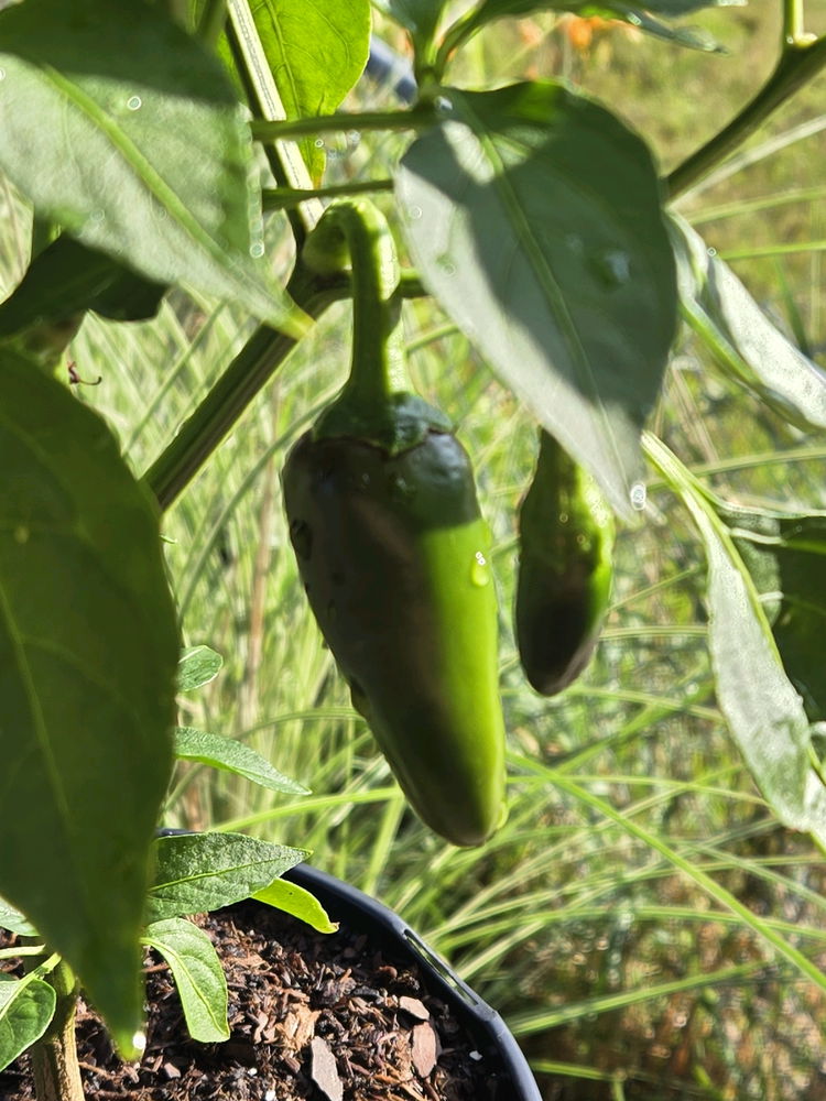 The Lil Jalapeño Plant that could