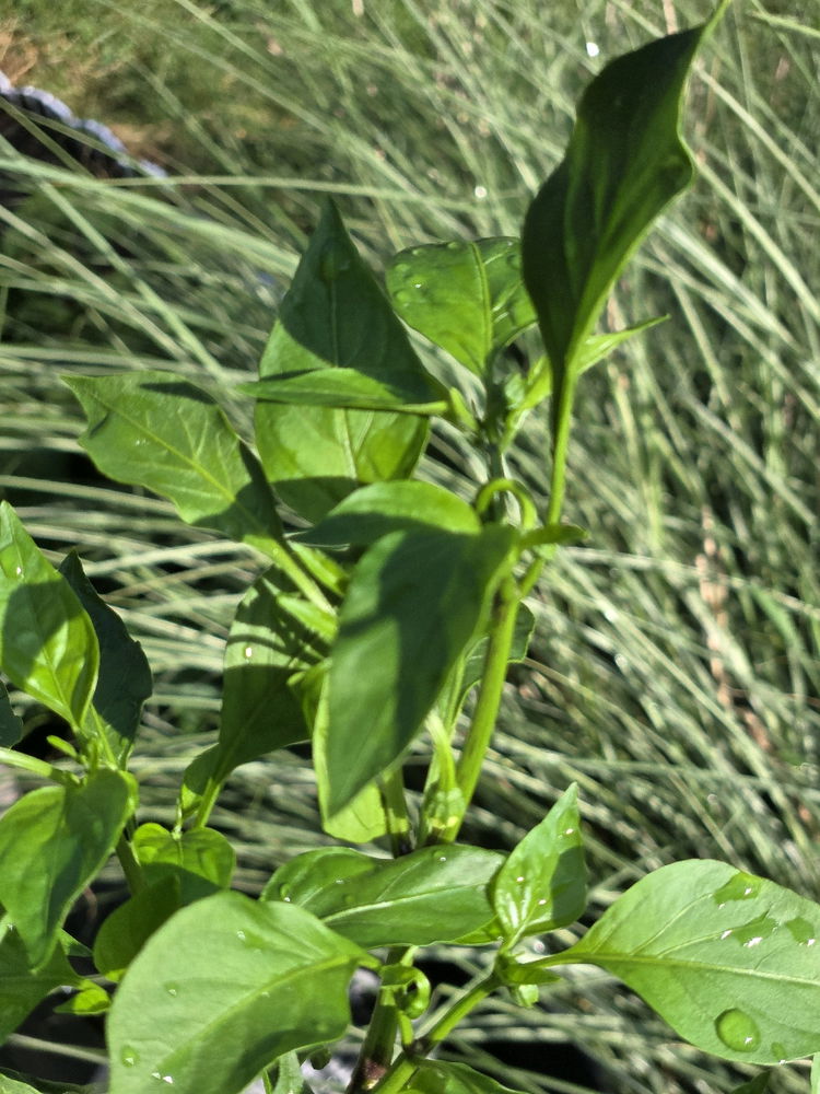 The Lil Jalapeño Plant that could