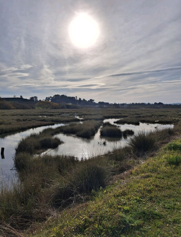 Sea mist marsh