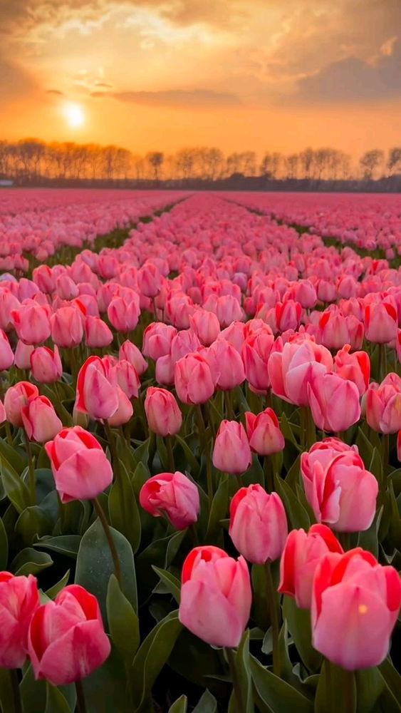 🌷✨