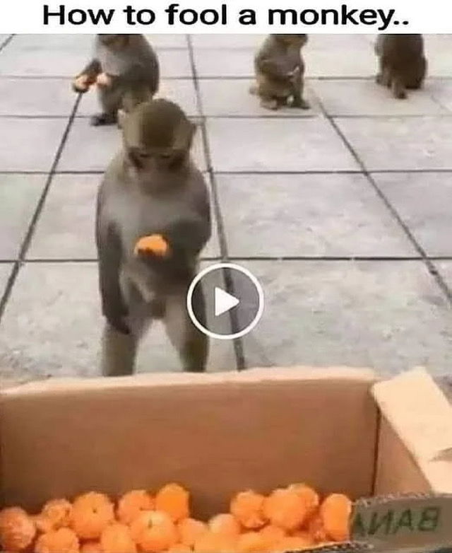Ha!