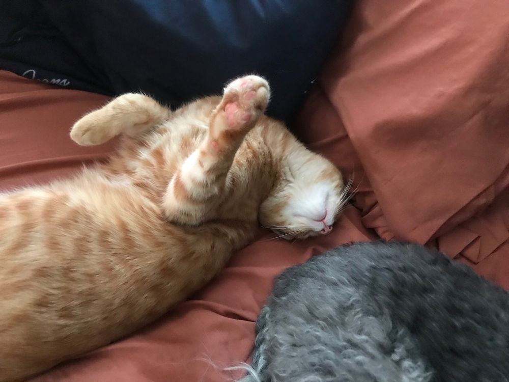 ¿Cómo se despierta a un gato naranja?