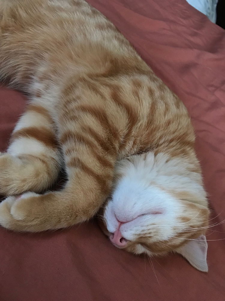 ¿Cómo se despierta a un gato naranja?