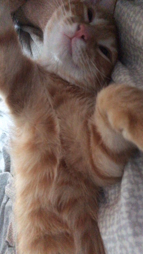 ¿Cómo se despierta a un gato naranja?