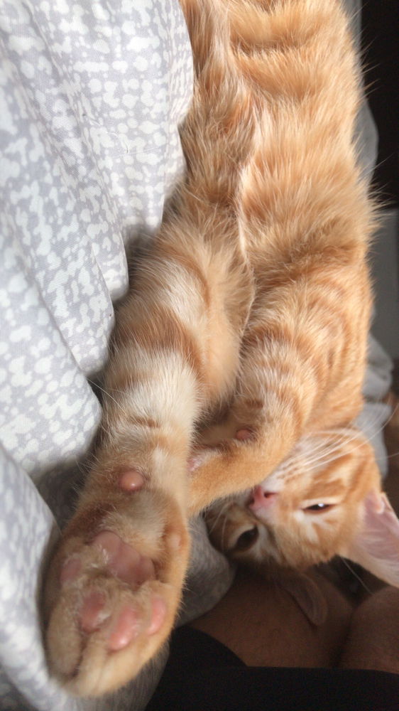 ¿Cómo se despierta a un gato naranja?