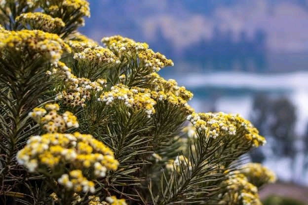 Edelweiss