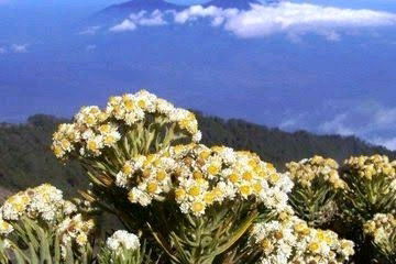 Edelweiss