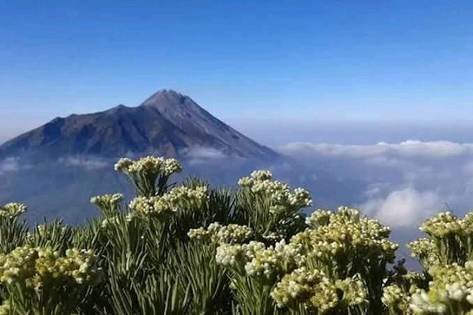 Edelweiss