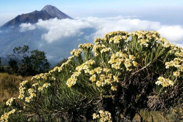 Edelweiss