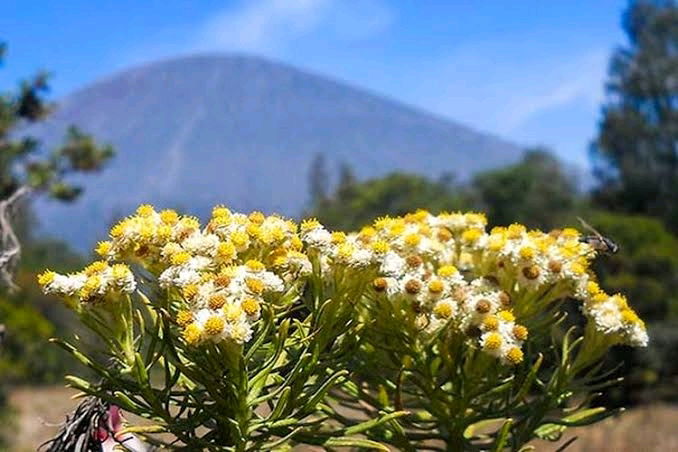 Edelweiss