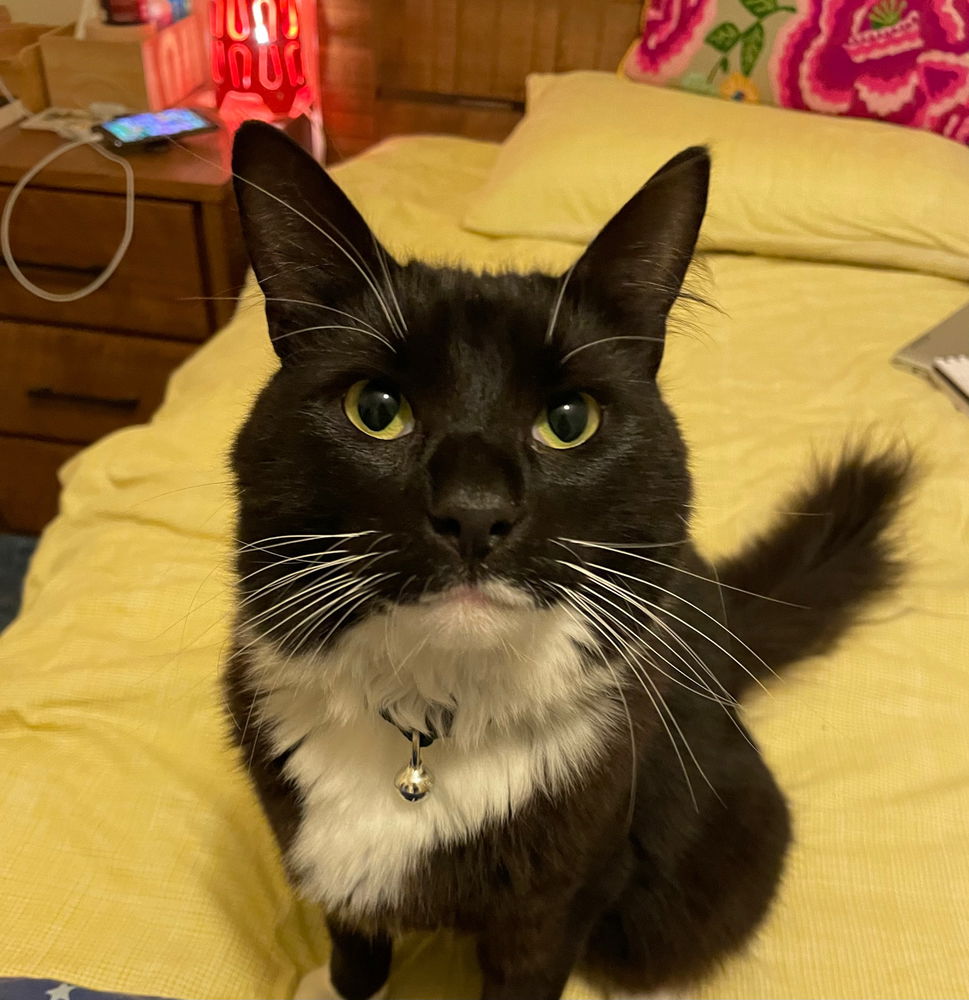 What will your pet day?