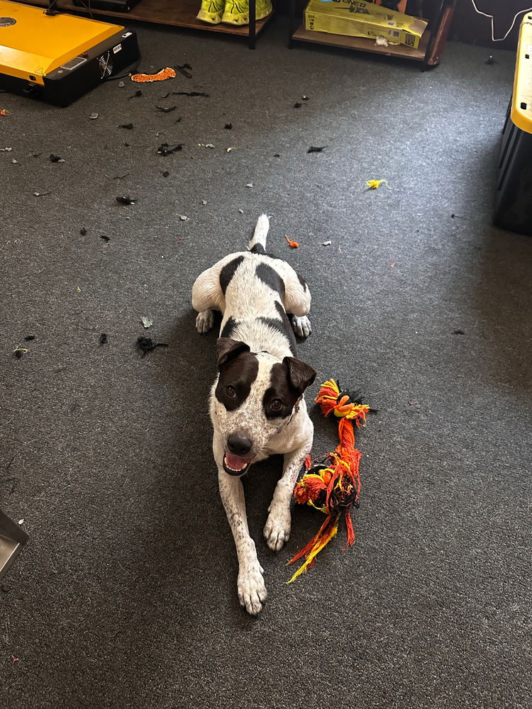 Does anyone else’s pet destroy toys in seconds?
