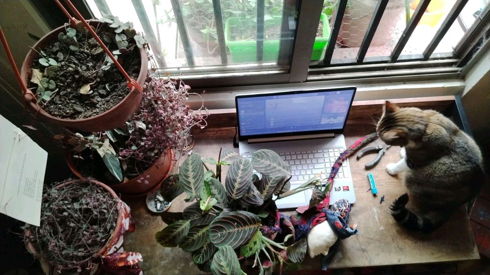 Mi compañerito🐱 y yo jardineando.