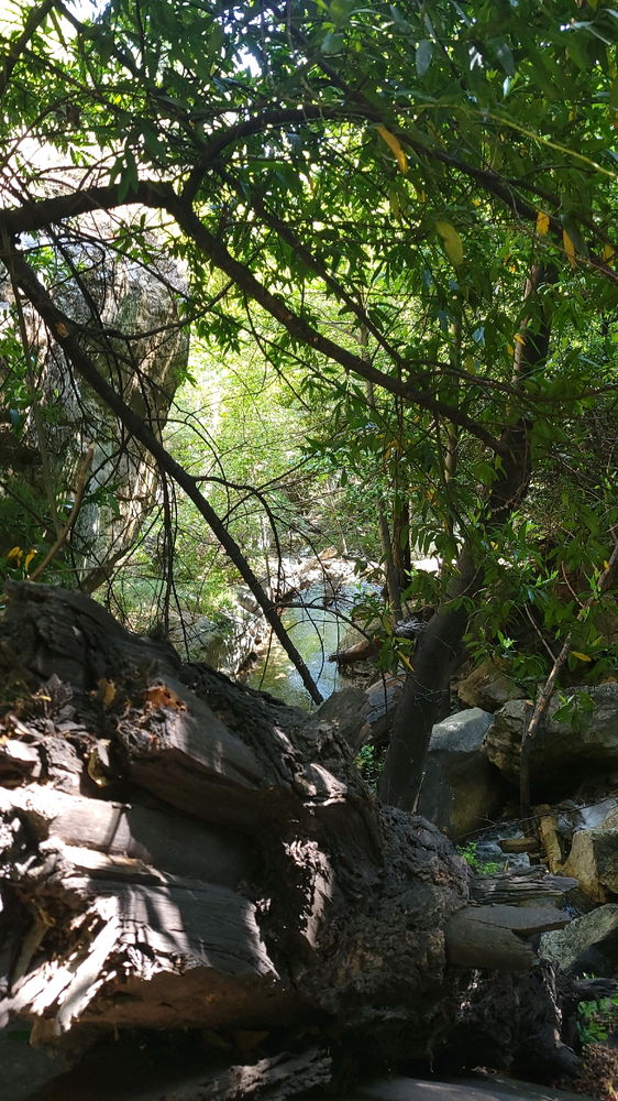 Lewis falls was Mid