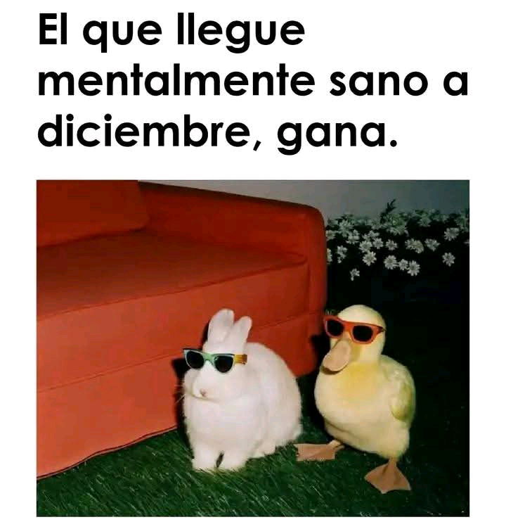 Yo ya perdí