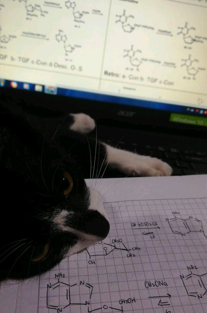 Mi compañero de estudio en casa (: