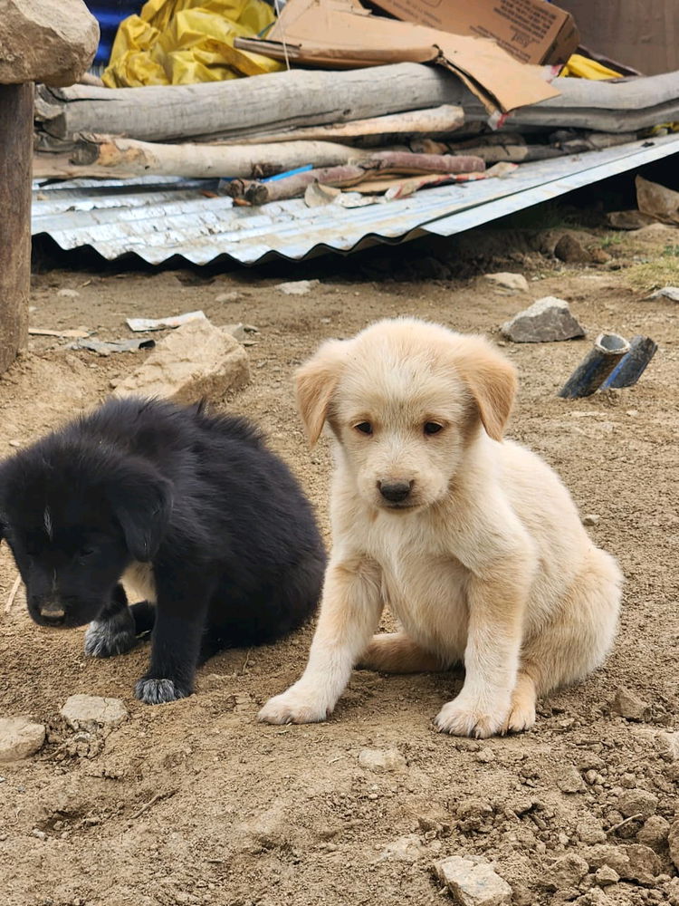 Being so cute is a crime