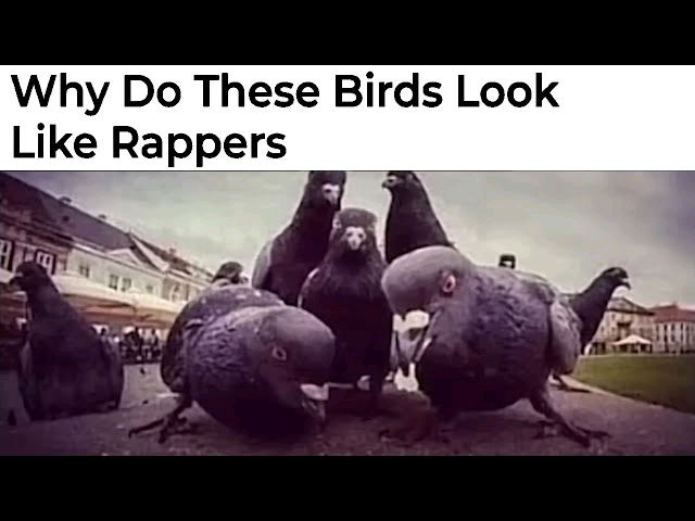 🐦‍⬛