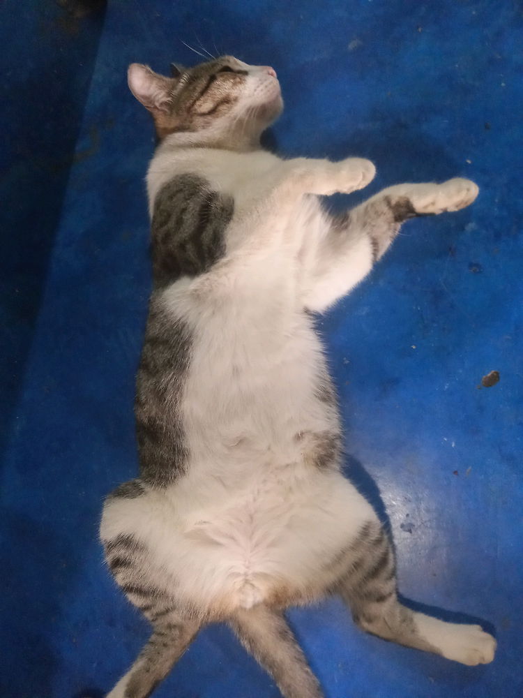 🐱