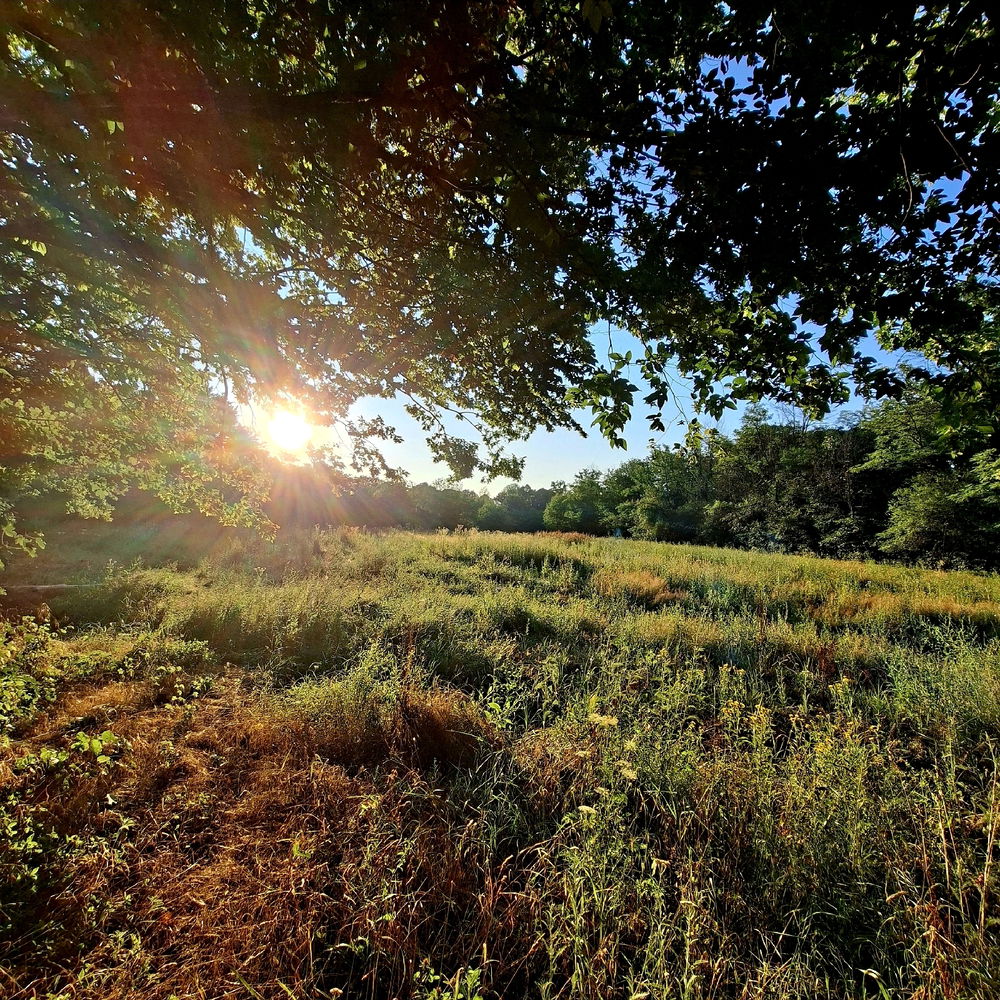 Whispers of Autumn on a Summer Morning