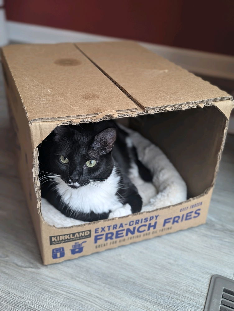 Box Cat