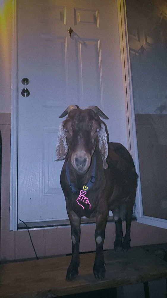 My guard dog