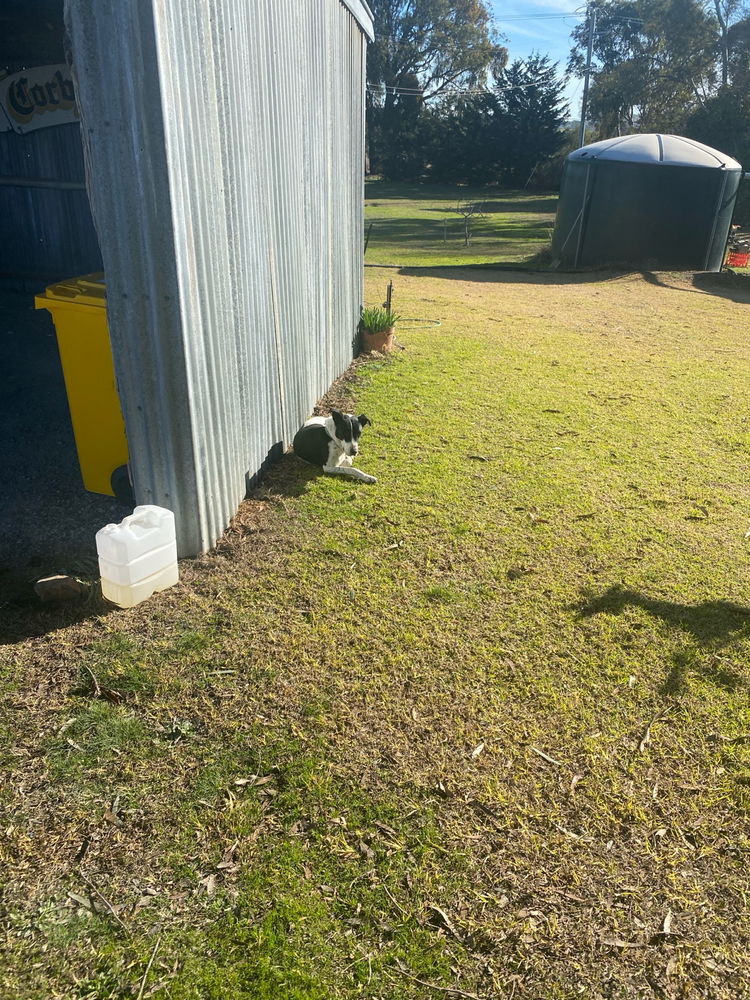 Firewood carting and Possum (not) helping.