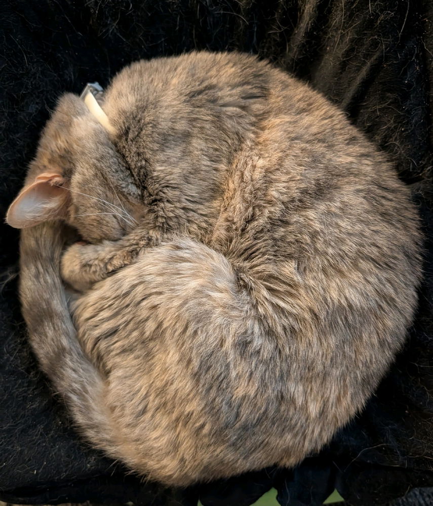 This is Tarot. She's a sweetheart
