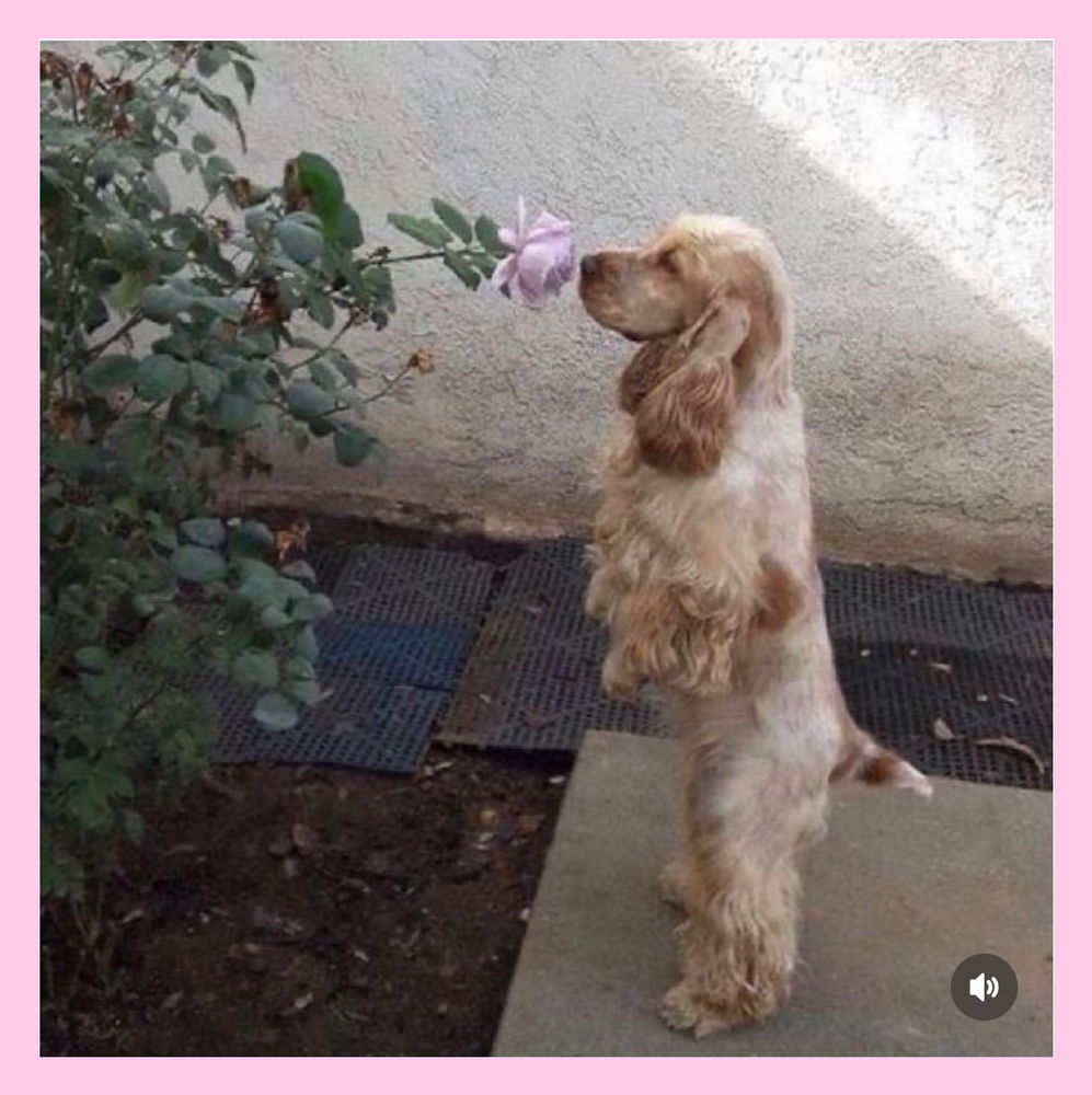 🥰