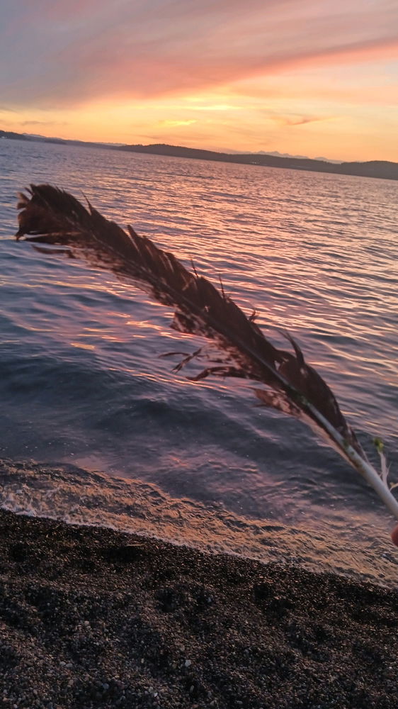 Went to a beach and found a big feather