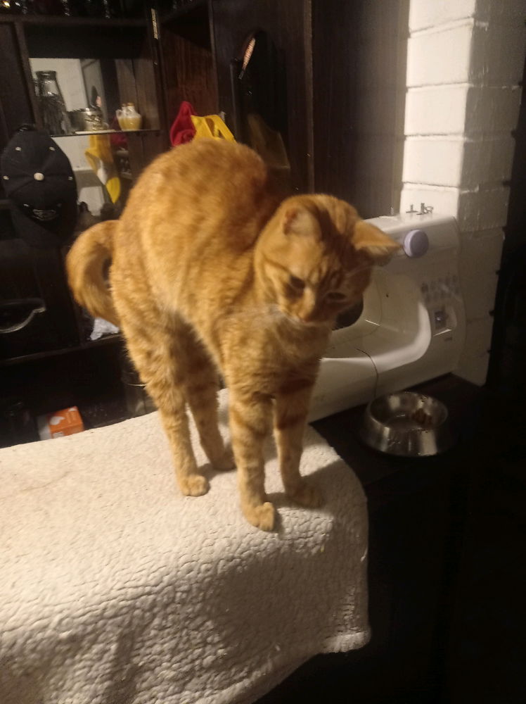 Tyson