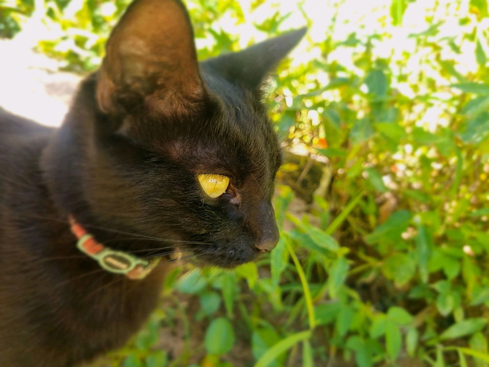 🐈‍⬛