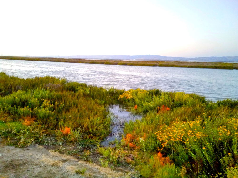 Fishing at the Baylands 