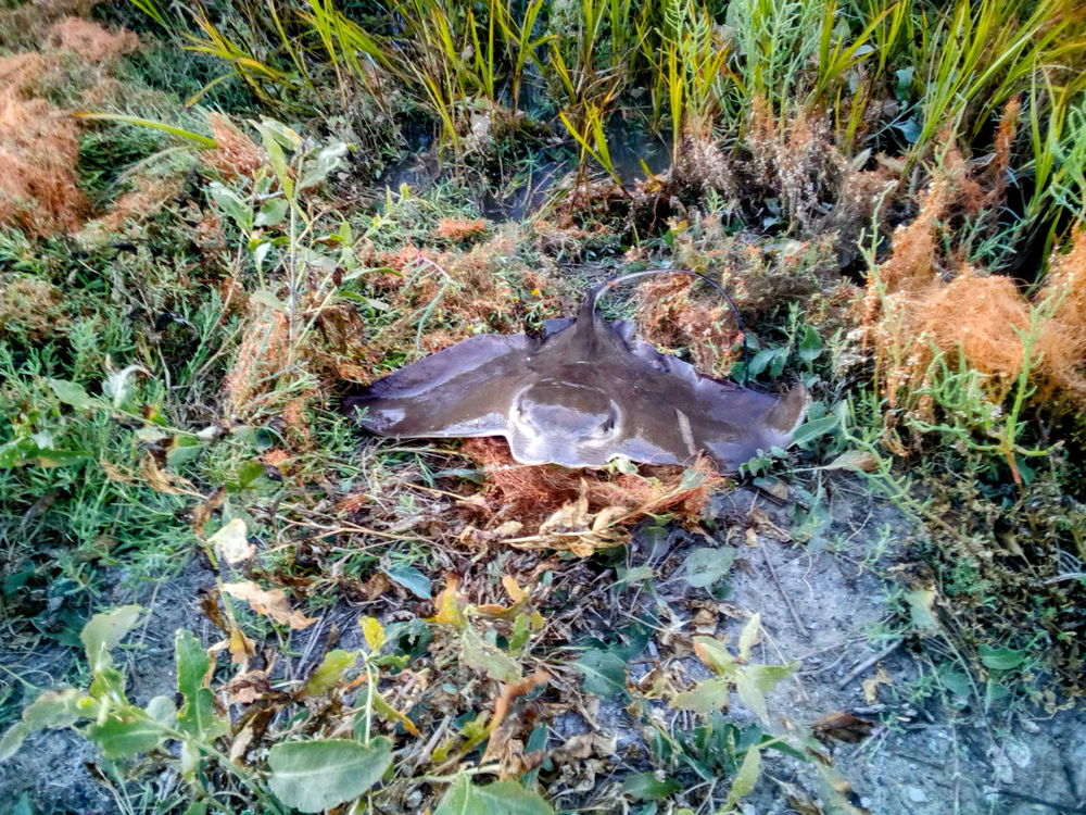 Caught and released a sting ray! It was so strong!!